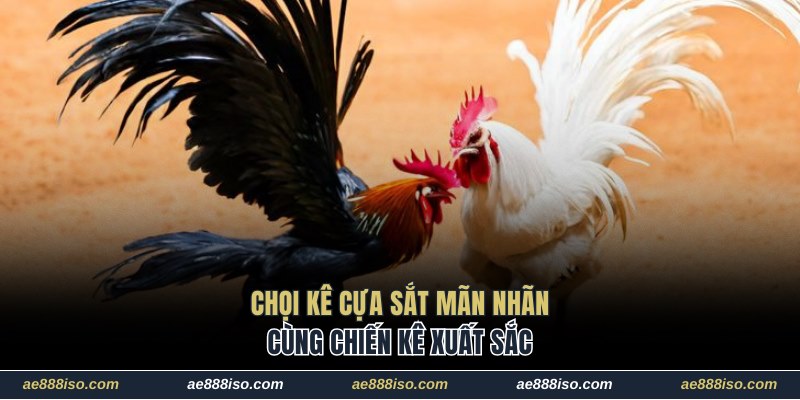 Chọi kê cựa sắt mãn nhãn cùng chiến kê xuất sắc